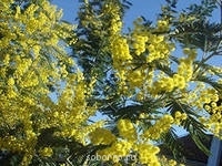 Доброе утро и Спокойной ночи - image.jpg