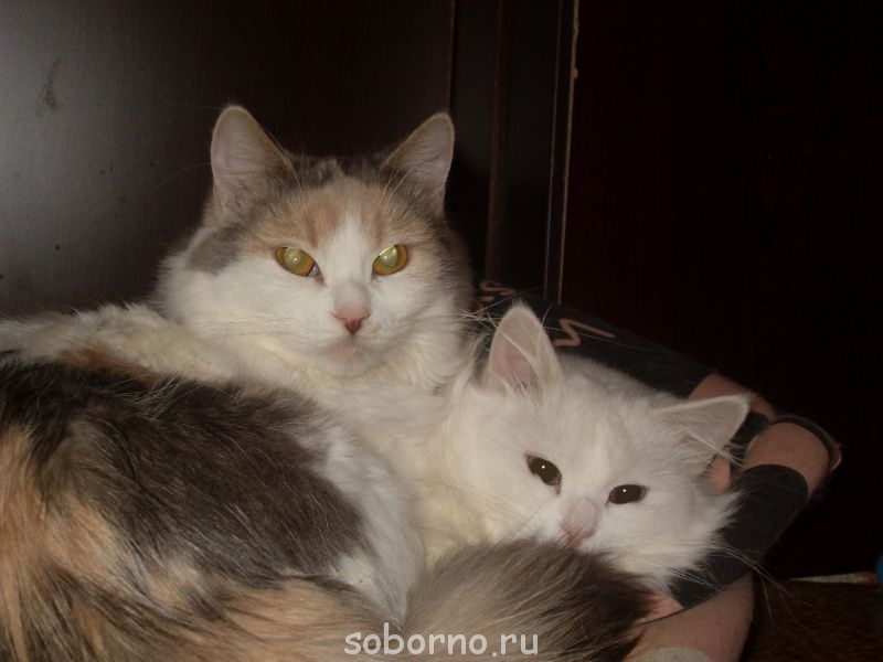 Лекси и Снежок - SDC16367.JPG