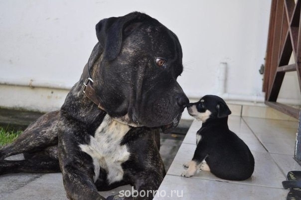 Они такие забавные смешные фото и видео  - 2H26rBV00FA.jpg