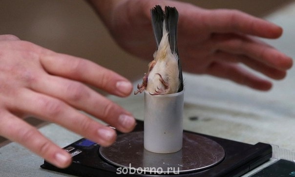 Рога и копыта, весёлая ЗоОфЛуДиЛьНя  - KIpjtvJiCzw[1].jpg