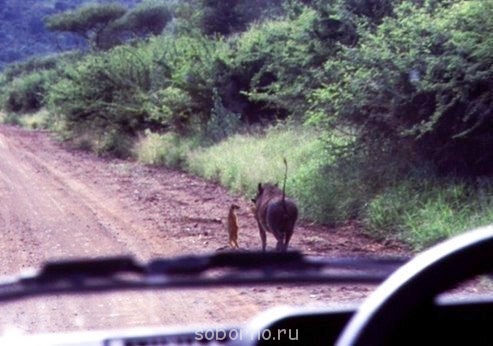Рога и копыта, весёлая ЗоОфЛуДиЛьНя  - 6tQr-ttg1Ck[1].jpg
