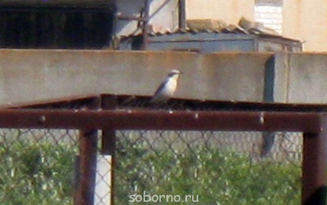 Пернатые соседи дикие  - IMG_0853.jpg