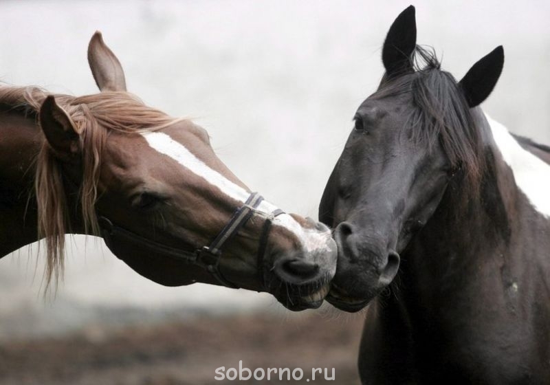 Лошади  - image.jpg