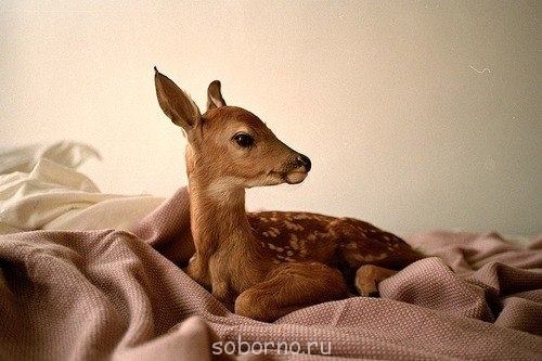 Доброе утро и Спокойной ночи - олененок.jpg