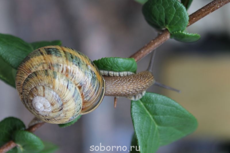 Улитки Ахатины - IMG_7798.JPG