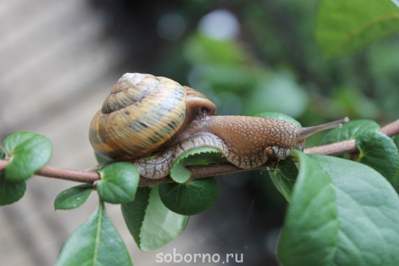 Улитки Ахатины - IMG_7796.JPG