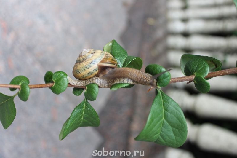 Улитки Ахатины - IMG_7792.JPG