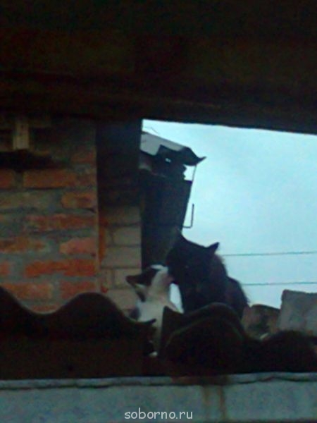 Кошки - очарование МОЁ - Фото0732.jpg