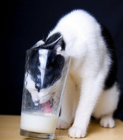 Кошки - очарование МОЁ - 213290-d47a2-35710721-.jpg