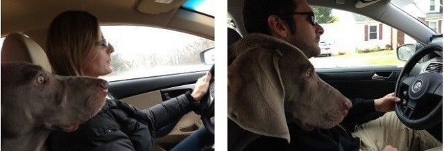 Рога и копыта, весёлая ЗоОфЛуДиЛьНя  - b4CffzdB.jpg