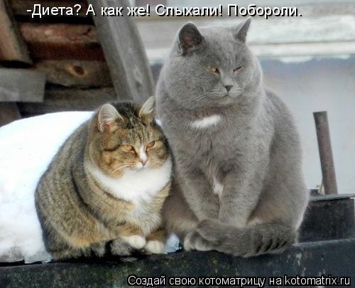 Кошки - очарование МОЁ - jrXbFcMV5wU[1].jpg