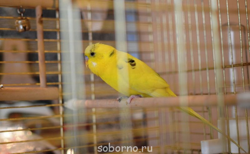 Мой пернатый друг домашние птицы - DSC_0468.JPG