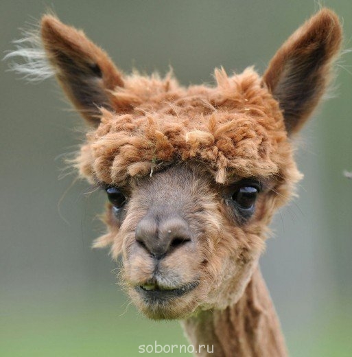 Завалинка - A2DflzVXGcc.jpg