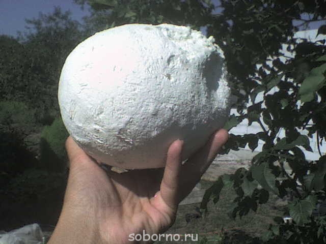 Наша дача и приусадебный участок - DSC00020.JPG