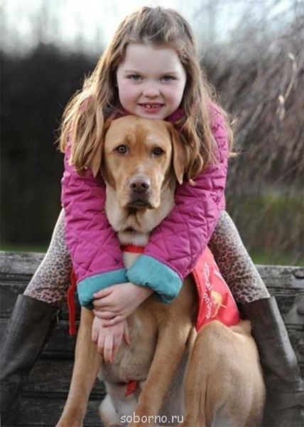 Наши верные друзья - собаки - image.jpg