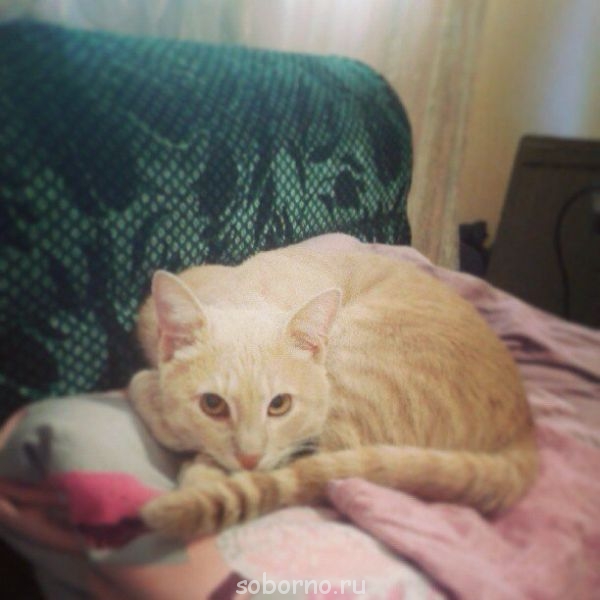 Кошки - очарование МОЁ - image.jpg