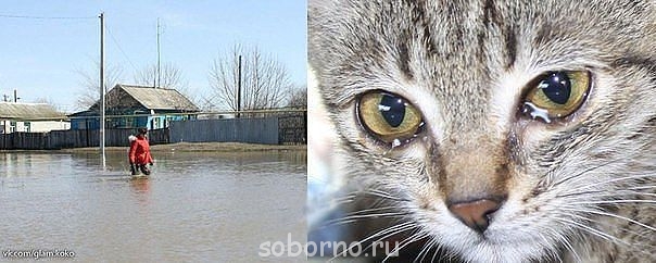 Кошки - очарование МОЁ - getImage.jpg