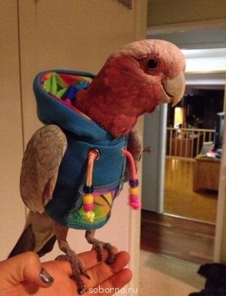 Мой пернатый друг домашние птицы  - 3Ay9NGg3ICw.jpg