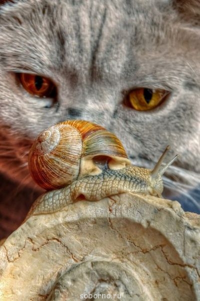 Доброе утро и Спокойной ночи - кот и улитка.jpg