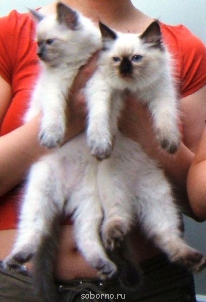 Кошки - очарование МОЁ - Котята2.jpg