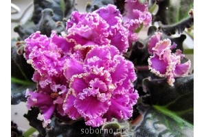 Домашние любимцы комнатные цветы  - 16m.jpg