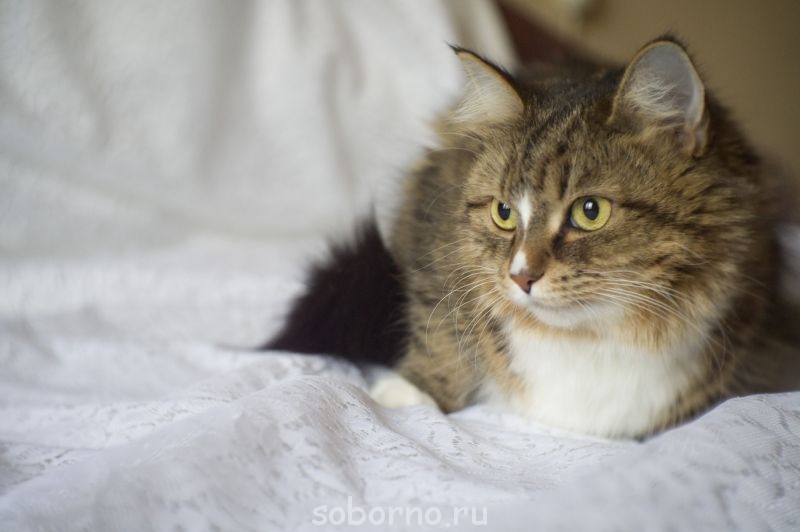 Кошечка в добрые руки Москва и область  - DSC00052.jpg