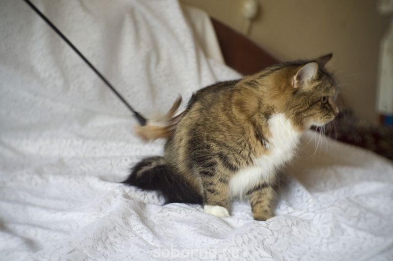 Кошечка в добрые руки Москва и область  - DSC00100.jpg