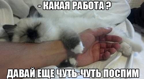 Они такие забавные смешные фото и видео  - image.jpg