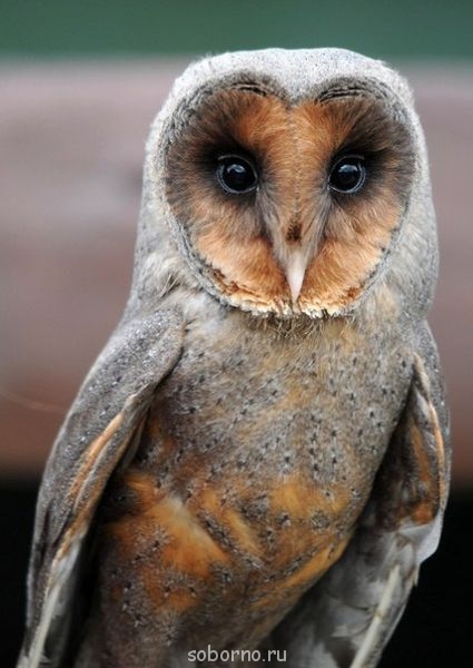 Доброе утро и Спокойной ночи - совушка.jpg