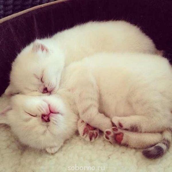 Доброе утро и Спокойной ночи - image.jpg