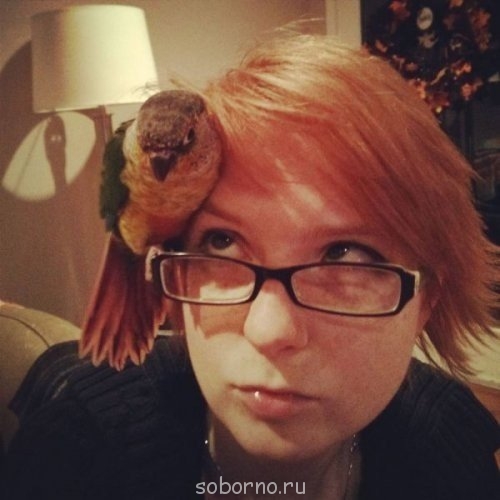 Мой пернатый друг домашние птицы  - gS6WXGqPzI8.jpg