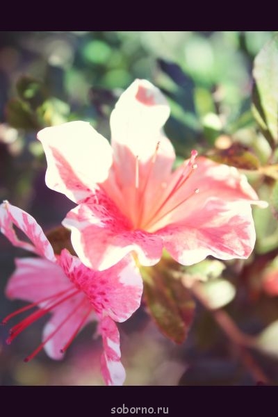 Включаю компьютер и... - GFRANQ_DIANA999_52700347_CINEMATIC.jpg