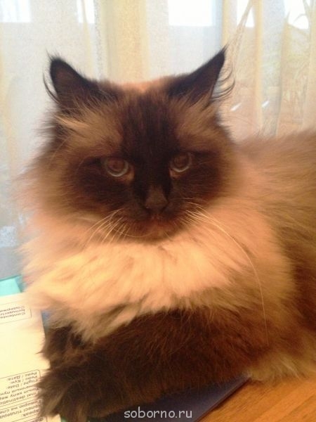 Кошки - очарование МОЁ - бланка3.JPG