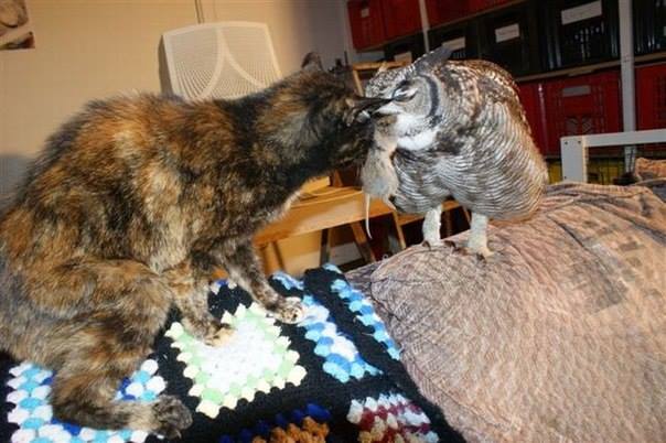 Пернатые соседи дикие  - 1621885_455771854524986_1830900937_n.jpg