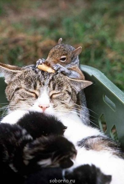 Добрые картинки - CRQGxYgpxhU.jpg