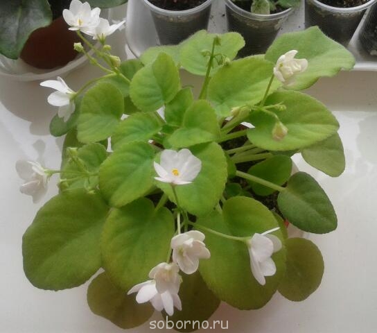 Домашние любимцы комнатные цветы  - 2014-02-02 11.58.28-2.jpg