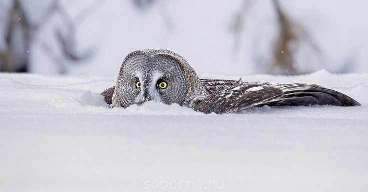 Пернатые соседи дикие  - oUbU-_yR9XM.jpg