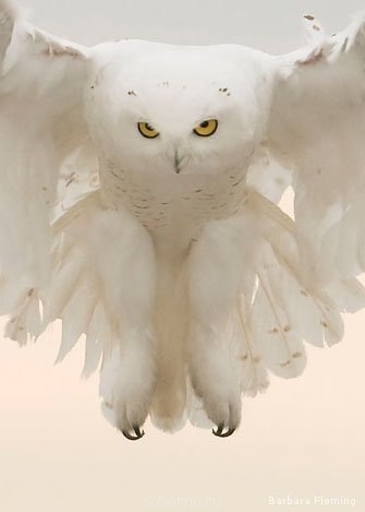 Пернатые соседи дикие  - CuU4etZyc7M.jpg