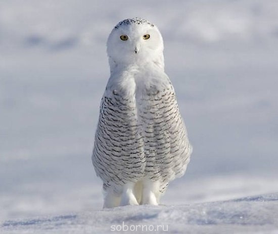 Пернатые соседи дикие  - 5Mnmxo3-p0w.jpg