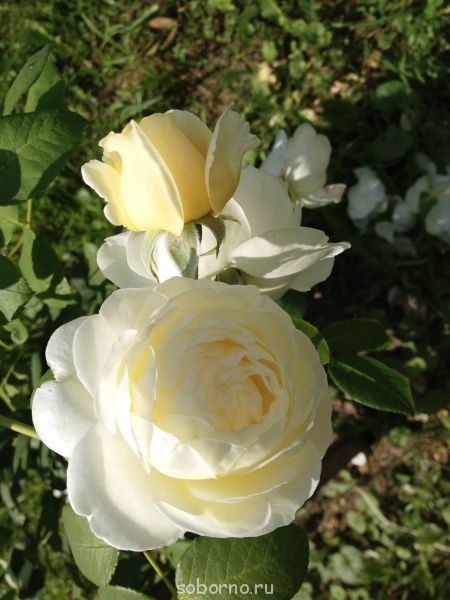 Наши цветы. В саду - IMG_0961.JPG