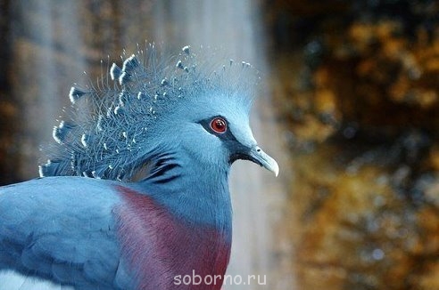 Пернатые соседи дикие  - getImage (12).jpg