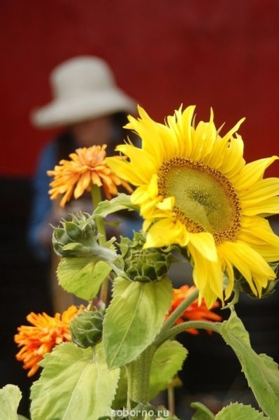 Доброе утро и Спокойной ночи - image.jpg