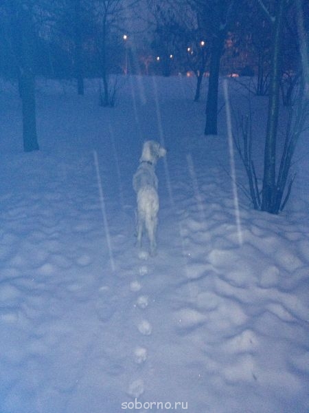 Наши верные друзья - собаки - IMG_2523.JPG