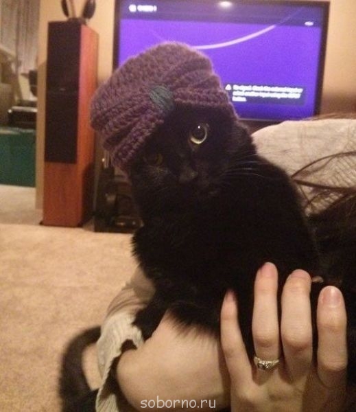 Рога и копыта, весёлая ЗоОфЛуДиЛьНя  - image.jpg