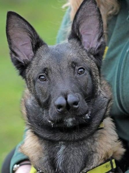 Всякая всячина - 1904176_463915080377330_1625322235_n.jpg