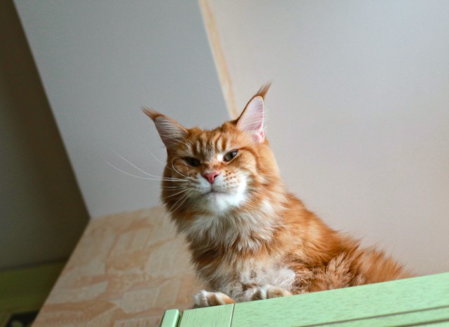 Кошки - очарование МОЁ - 93647349_large_s640x480.jpg