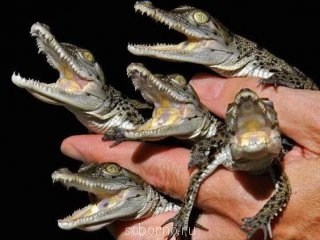 Добрые картинки - 37598_44750.jpg