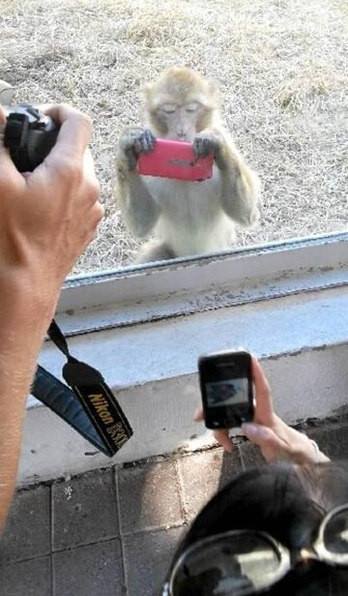 Они такие забавные смешные фото и видео  - 1238266_514171958667816_1780632277_n.jpg