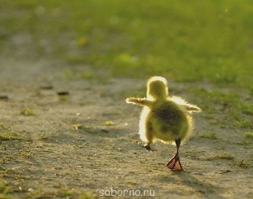 Добрые картинки - t0YQ-8cWuuE.jpg