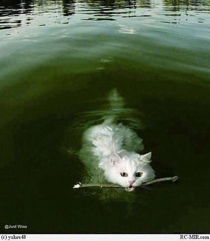 Кошки - очарование МОЁ - getImage.jpeg